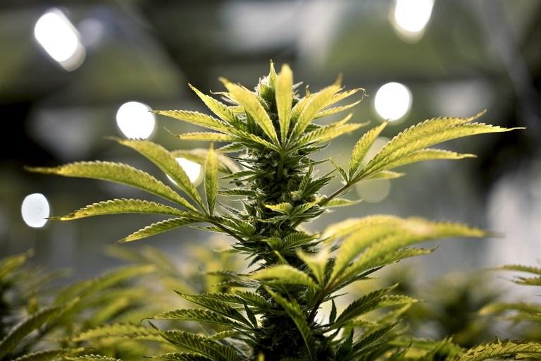 Fl&oacute;rida aprovar&aacute; maconha medicinal nas elei&ccedil;&otilde;es de novembro 