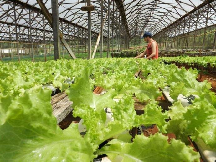 Produ&ccedil;&atilde;o global de alimentos precisaria aumentar 60% para garantir equil&iacute;brio