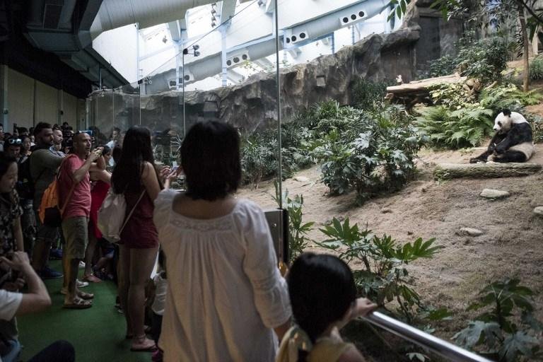 Ursa panda mais velha do mundo morre em Hong Kong