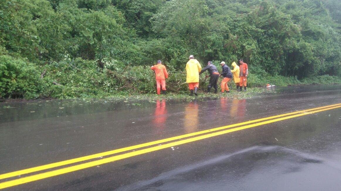 Tr&acirc;nsito foi liberado ap&oacute;s remo&ccedil;&atilde;o das &aacute;rvores no km 43, na ERS 122, em S&atilde;o Vendelino