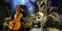 Compositor cria primeiro álbum de música para gatos