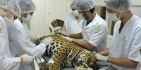 Fêmea de onça-pintada foi primeiro animal submetido ao check up 