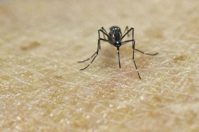 OMS alertou o Brasil para a necessidade de aumentar o saneamento b&aacute;sico para evitar a prolifera&ccedil;&atilde;o da zika