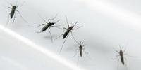 Mosquitos resistentes ao vírus da zika e da dengue serão soltos no Brasil e Colômbia