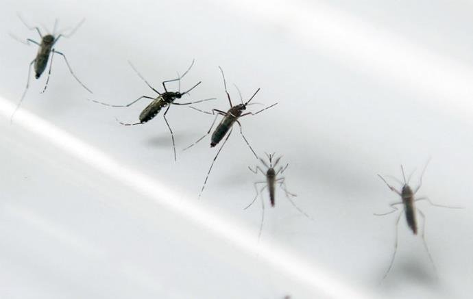 Mosquitos resistentes ao v&iacute;rus da zika e da dengue ser&atilde;o soltos no Brasil e Col&ocirc;mbia