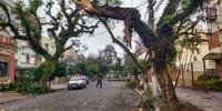 Ventania provoca queda de árvore em rua de Porto Alegre	
