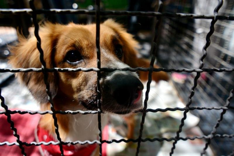 Feira incentiva ado&ccedil;&atilde;o de c&atilde;es e gatos em Porto Alegre
