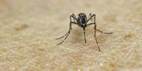 Zika sobrevive até 8 horas fora do organismo, diz estudo