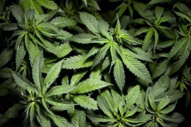Denver se torna primeira cidade dos EUA a legalizar uso social da maconha