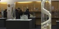 Museu do pênis vira sensação na Islândia
