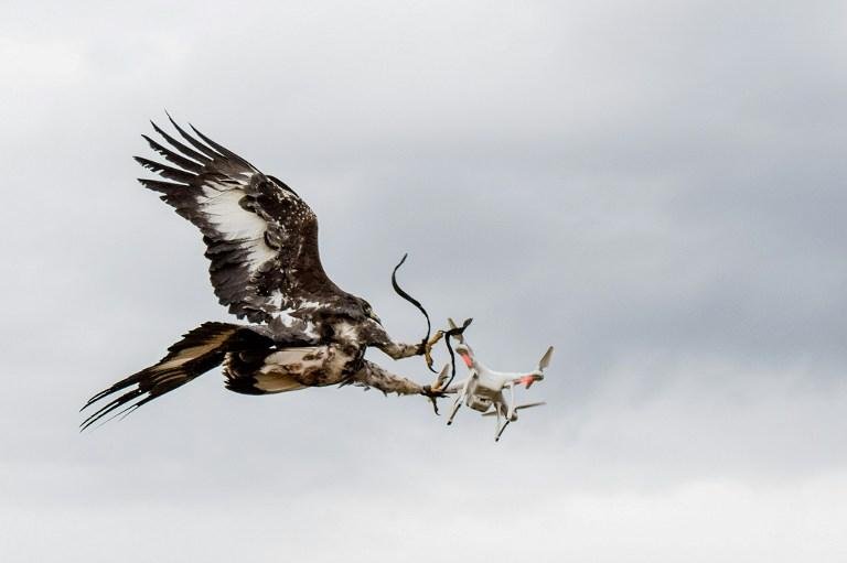 Aves s&atilde;o utilizadas em &aacute;reas consideradas sens&iacute;veis