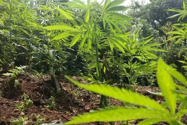 Planta&ccedil;&atilde;o e uma arma foram encontradas na resid&ecirc;ncia dos suspeitos 