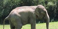 Elefanta é o animal mais antigo no zoo e conta com cuidados especiais