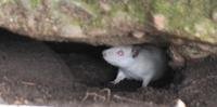 Ratos estão alojados desde a última semana embaixo de uma pedra da calçada