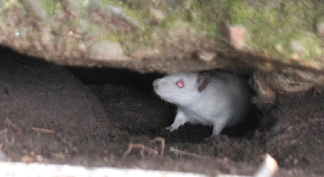 Ratos est&atilde;o alojados desde a &uacute;ltima semana embaixo de uma pedra da cal&ccedil;ada