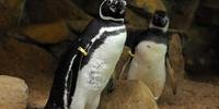 Casal de pinguins já podem ser visitados no Gramadozoo