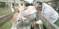 Falta de vacina é o motivo alegado pelas federações de criadores de gado