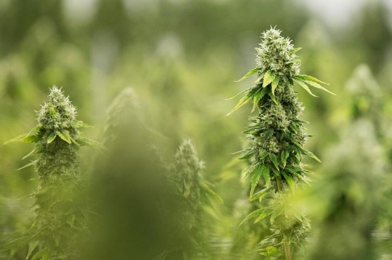 Uruguai aprovou uma lei que autoriza o cultivo de maconha para consumo pr&oacute;prio em 2013