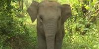 Elefantes de cativeiro ajudam a salvar espécie na Indonésia 