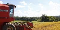 Produção agrícola  de 2016 registra queda de 12,3%, aponta IBGE