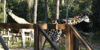 Girafas entraram para a lista de animais em extinção