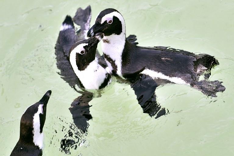 Zool&oacute;gico do Canad&aacute; investiga morte por afogamento de pinguins