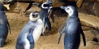 Sete pinguins de Humboldt morreram afogados em zoológico