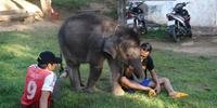 Centros de conservação investem no bem-estar de elefantes no Vietnã