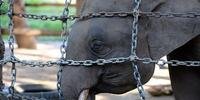 Decisão deve auxiliar esforços de preservação dos elefantes na África e na Ásia