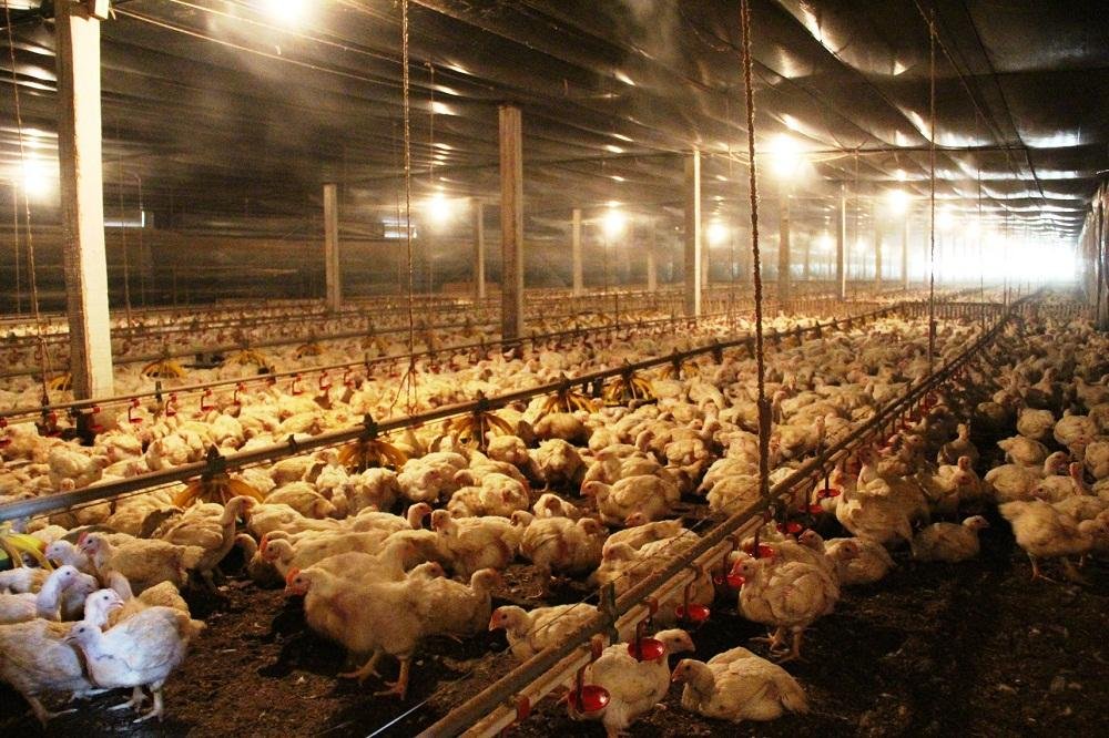 Carne de frango foi um dos itens que teve recorde no volume exportado
