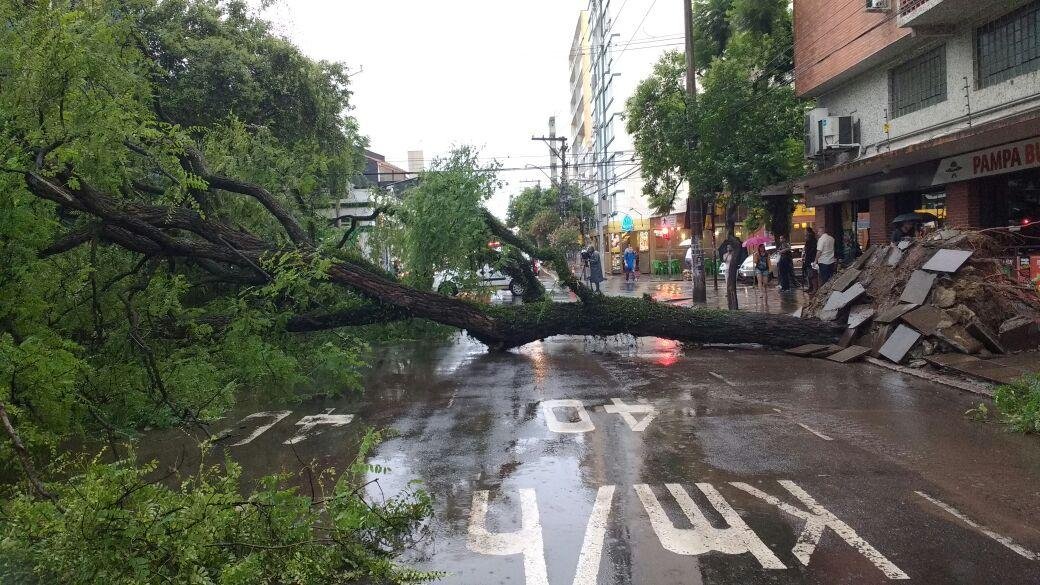 Houve queda de &aacute;rvore na rua Lima e Silva nesta quarta-feira