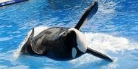 Morre a orca Tilikum, que inspirou o documentário 