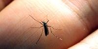 Mosquito é vetor de dengue, zika e chikungunya