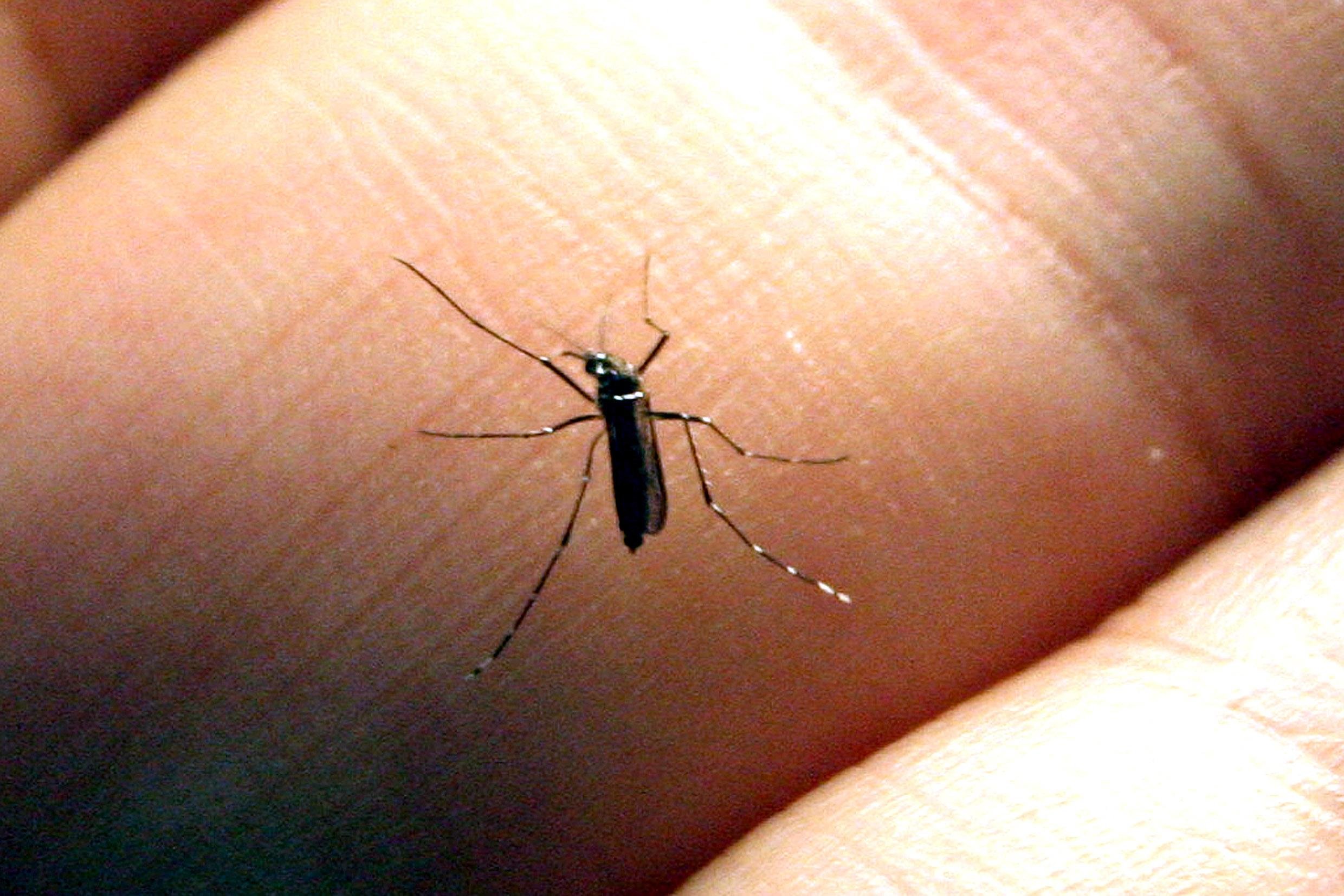 Mosquito &eacute; vetor de dengue, zika e chikungunya