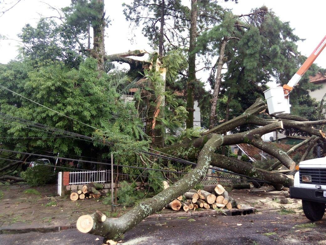 &Aacute;rvore de grande porte cai e bloqueia avenida em Porto Alegre 