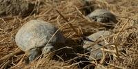 Polícia indiana recupera mais de 6 mil tartarugas de traficantes