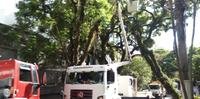 Com risco de queda, árvore é removida do bairro Petrópolis em Porto Alegre