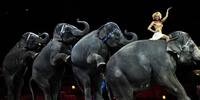  Elefantes foram retirados dos espetáculos em 2015