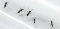 Porto Alegre mantém alerta em razão de infestação de fêmeas de Aedes