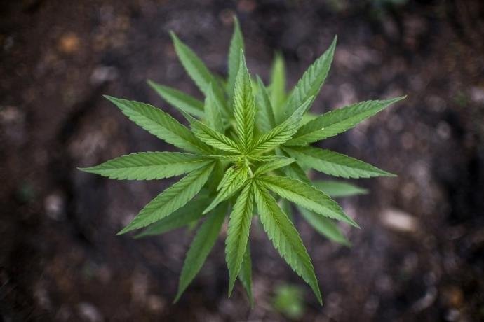 Anvisa aprova pela primeira vez registro de rem&eacute;dio &agrave; base de maconha