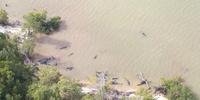 Mais de 80 golfinhos morrem na costas da Flórida