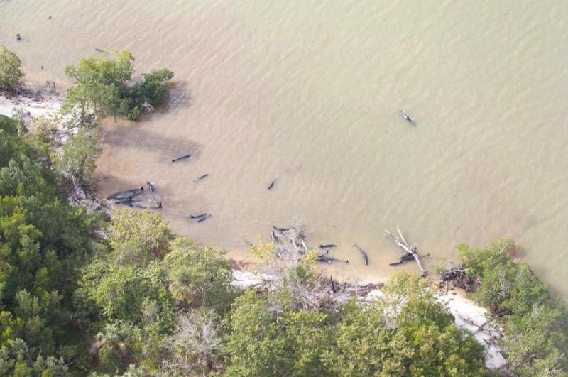 Mais de 80 golfinhos morrem na costas da Fl&oacute;rida