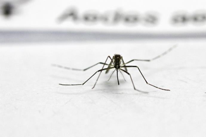 Minist&eacute;rio da Sa&uacute;de deve confirmar sete mortes por febre amarela no Brasil 