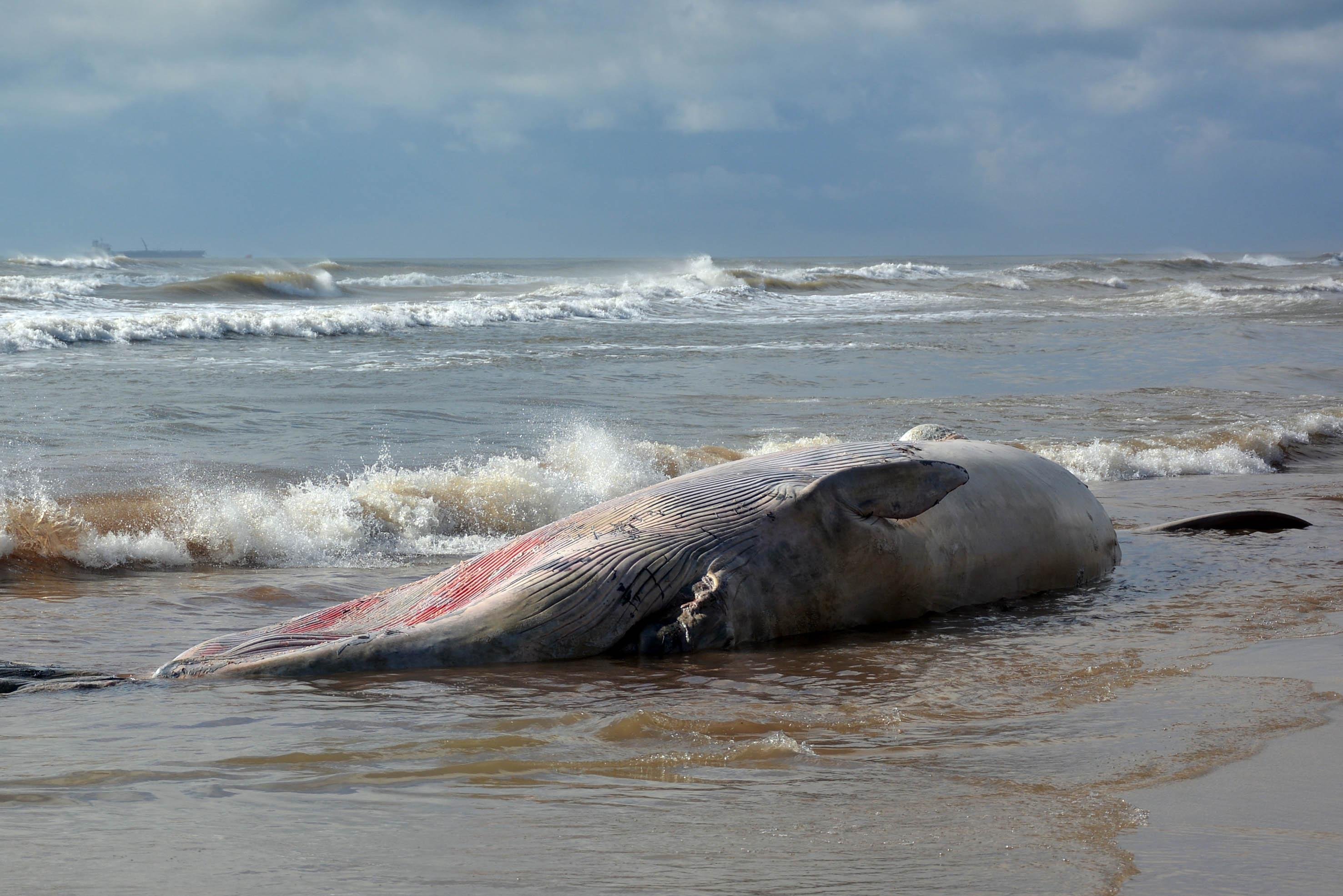 Baleia &eacute; encontrada morta em praia do Rio Grande do Sul
