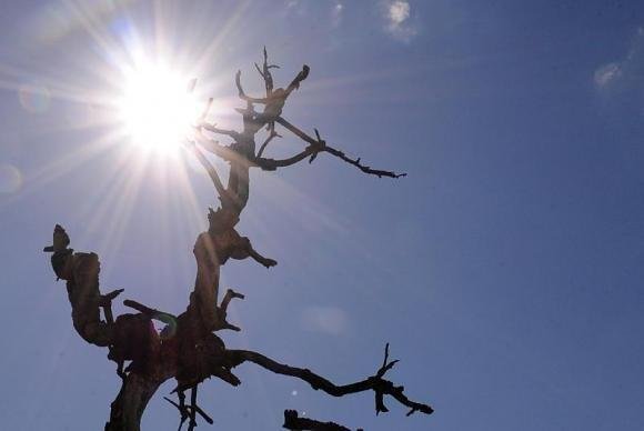 Devido a seca, 70% dos munic&iacute;pios do Cear&aacute; est&atilde;o em estado de emerg&ecirc;ncia