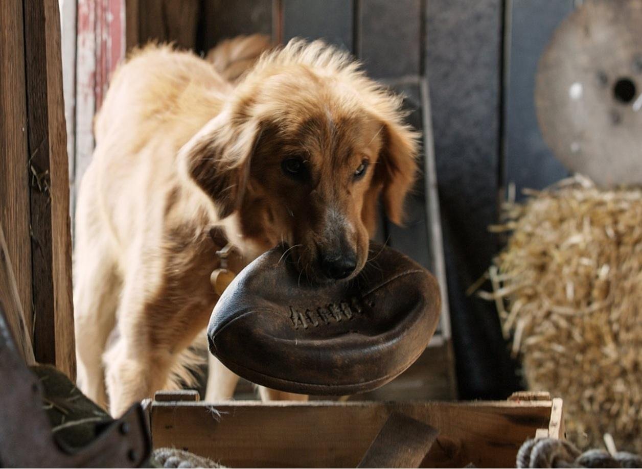 Na cena, o cachorro Hercules &eacute; colocado na &aacute;gua contra sua vontade