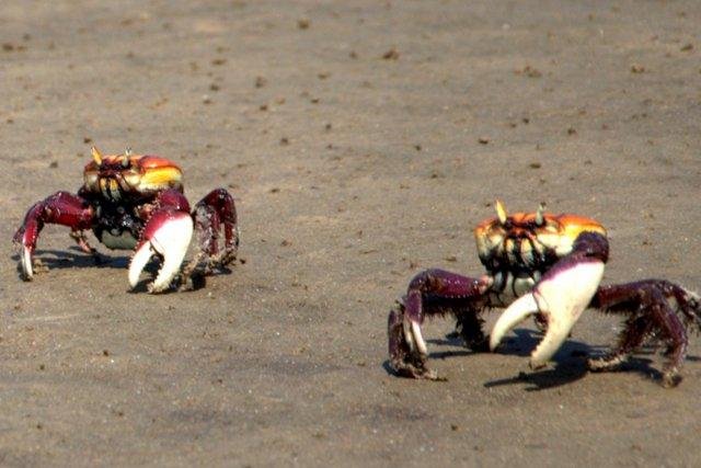 A norma tamb&eacute;m vale para o transporte, industrializa&ccedil;&atilde;o e a comercializa&ccedil;&atilde;o do animal
