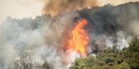 Cerca de 129 mil hectares de florestas foram queimados