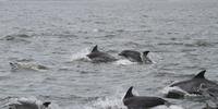 Golfinhos foram avistados perto da Ilha dos Lobos, em Torres