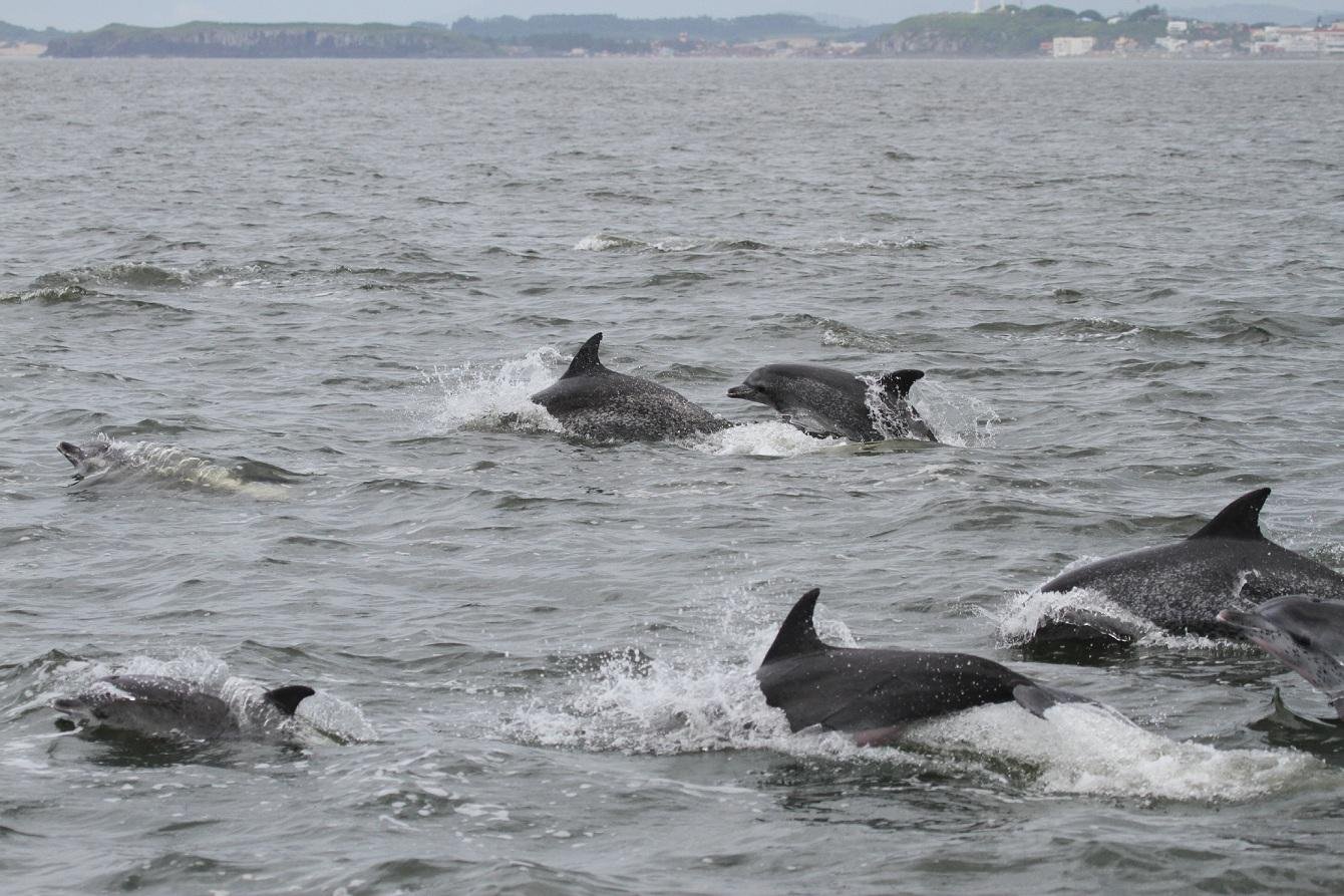 Golfinhos foram avistados perto da Ilha dos Lobos, em Torres